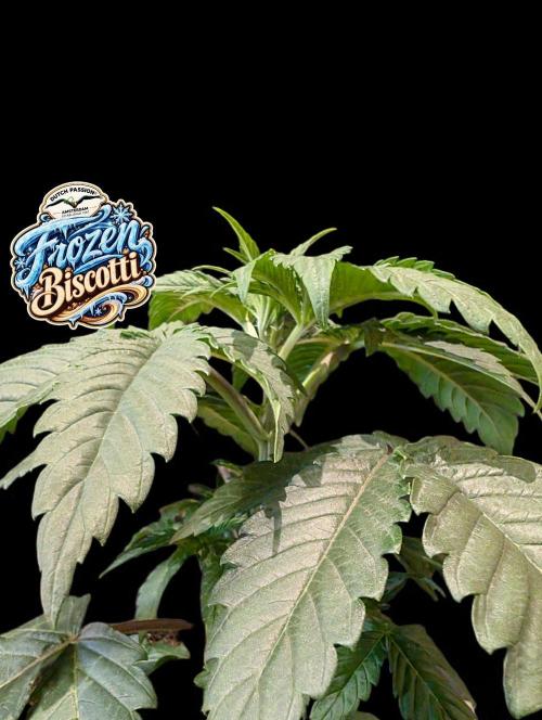 Frozen Biscotti - Dutch Passion - BTNL. Week 3