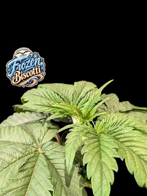 Frozen Biscotti - Dutch Passion - BTNL. Week 3