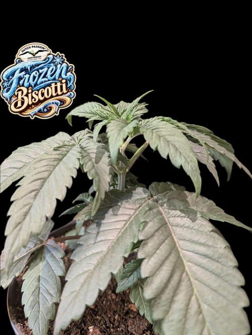 Frozen Biscotti - Dutch Passion - BTNL. Week 3