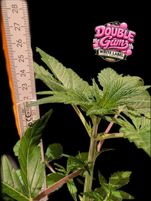 Double Gum - White Label - BTNL. Week 3