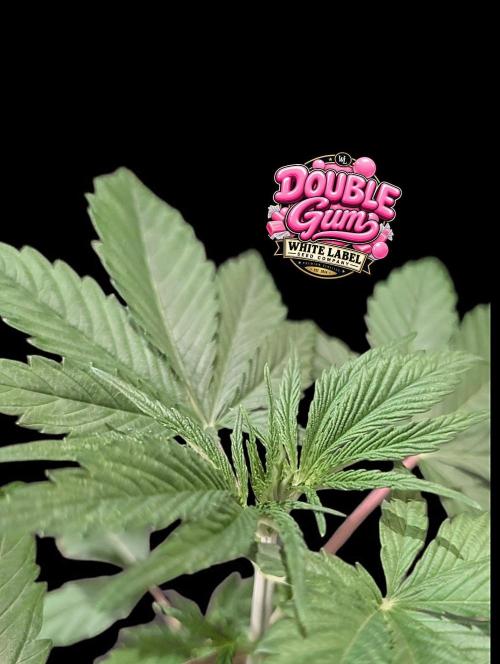Double Gum - White Label - BTNL. Week 3
