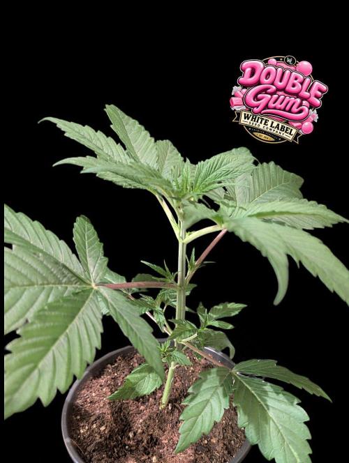 Double Gum - White Label - BTNL. Week 3