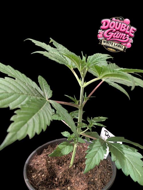 Double Gum - White Label - BTNL. Week 3