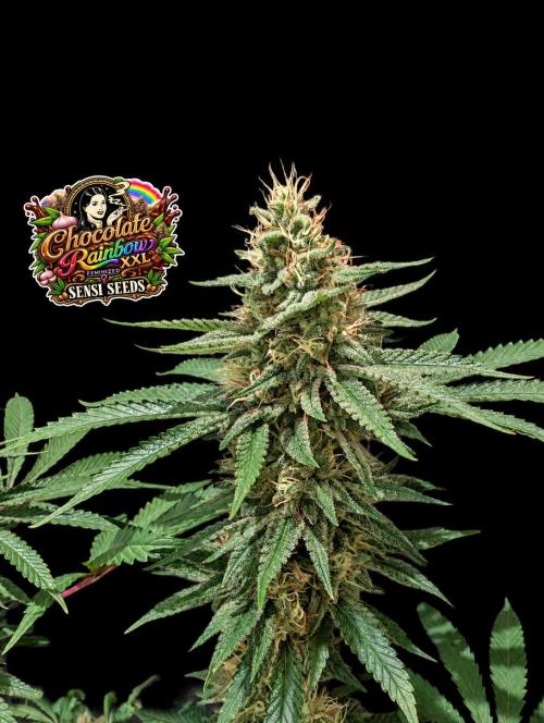 Chocolate Rainbow XXL -Sensi Seeds-BTNL. Week 13