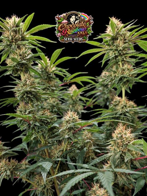 Chocolate Rainbow XXL -Sensi Seeds-BTNL. Week 13