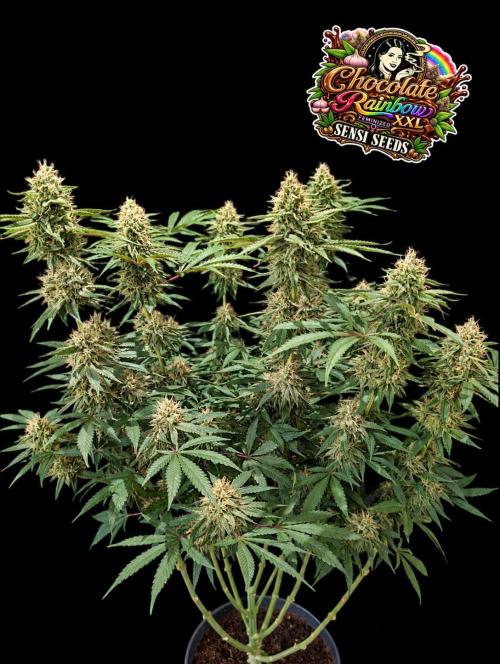 Chocolate Rainbow XXL -Sensi Seeds-BTNL. Week 13