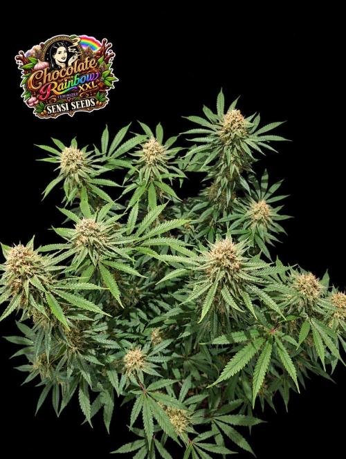 Chocolate Rainbow XXL -Sensi Seeds-BTNL. Week 13