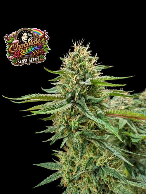 Chocolate Rainbow XXL -Sensi Seeds-BTNL. Week 13