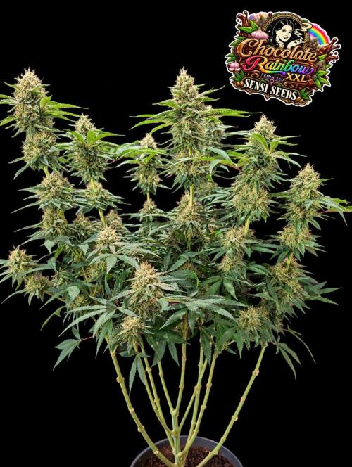 Chocolate Rainbow XXL -Sensi Seeds-BTNL. Week 13