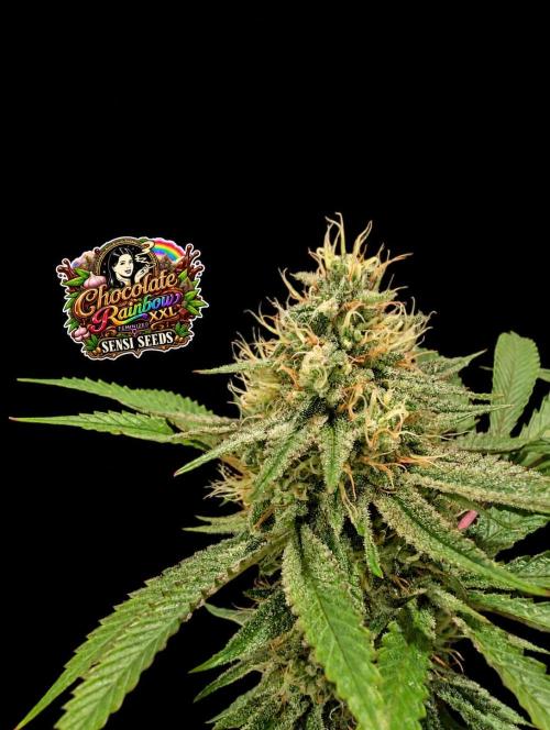 Chocolate Rainbow XXL -Sensi Seeds-BTNL. Week 13