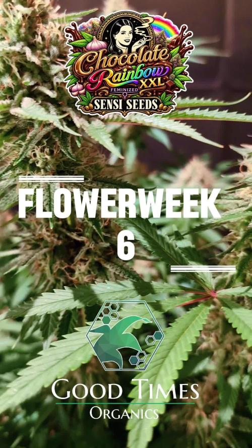 Chocolate Rainbow XXL -Sensi Seeds-BTNL