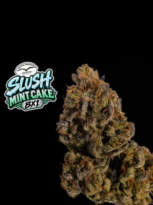 Slush Mint Cake - DP - Bio Tabs NL Grow. Week 19