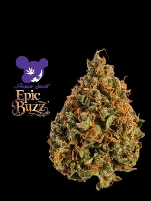 Epic Buzz. Week 16