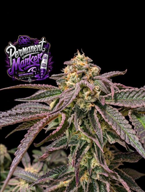 Permanent Marker -Seed Junky-Doja-BTNL. Week 13