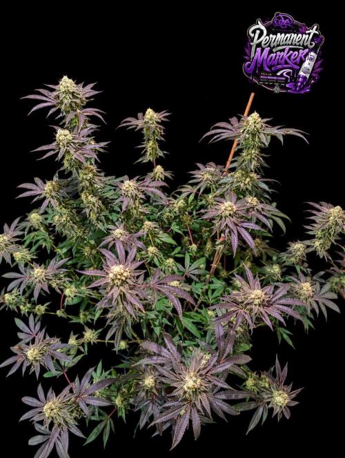 Permanent Marker -Seed Junky-Doja-BTNL. Week 13