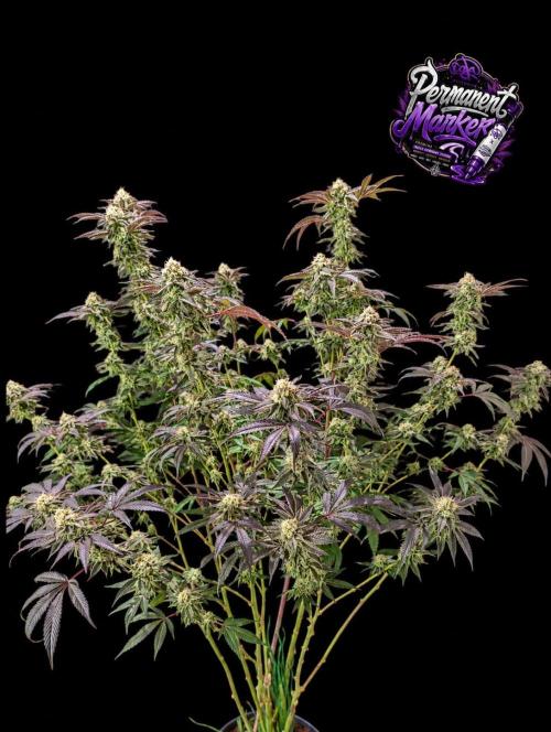 Permanent Marker -Seed Junky-Doja-BTNL. Week 13