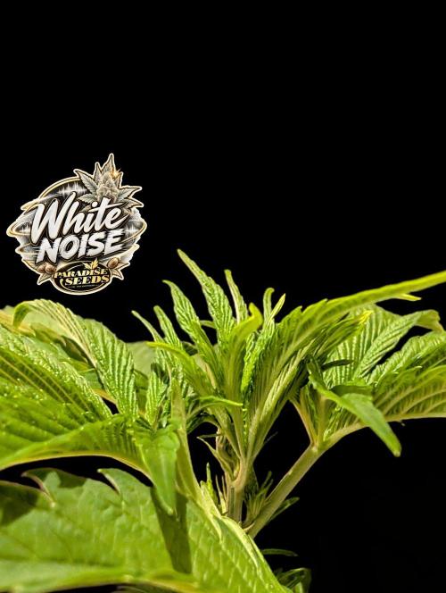 White Noise - Paradise Seeds - W33DFX. Week 4