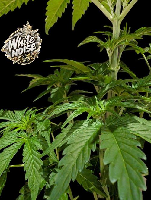 White Noise - Paradise Seeds - W33DFX. Week 4