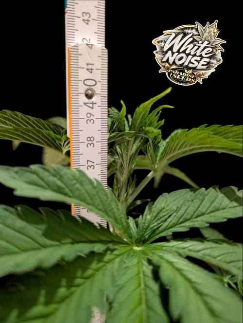 White Noise - Paradise Seeds - W33DFX. Week 4
