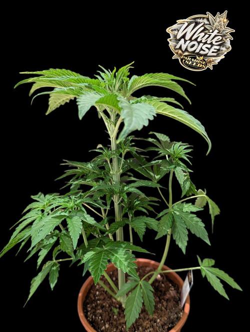 White Noise - Paradise Seeds - W33DFX. Week 4