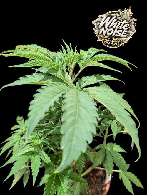White Noise - Paradise Seeds - W33DFX. Week 4