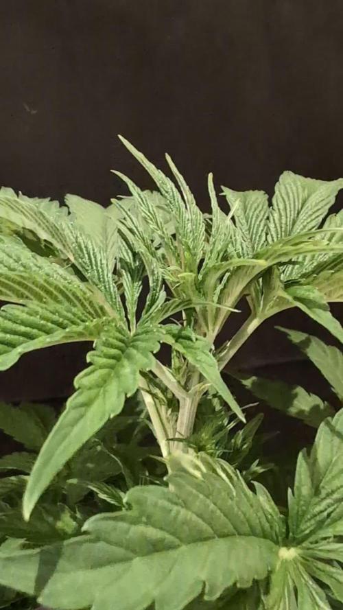 White Noise - Paradise Seeds - W33DFX