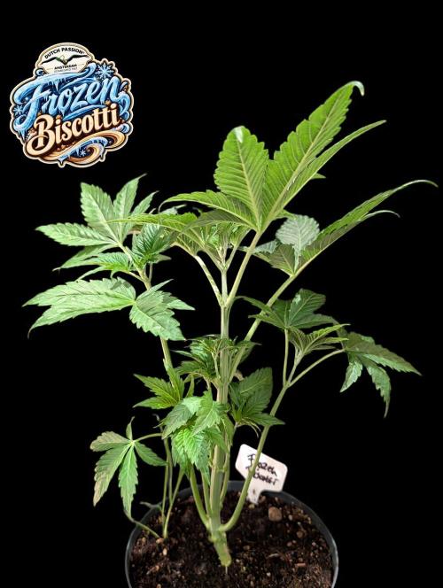 Frozen Biscotti. Week 4