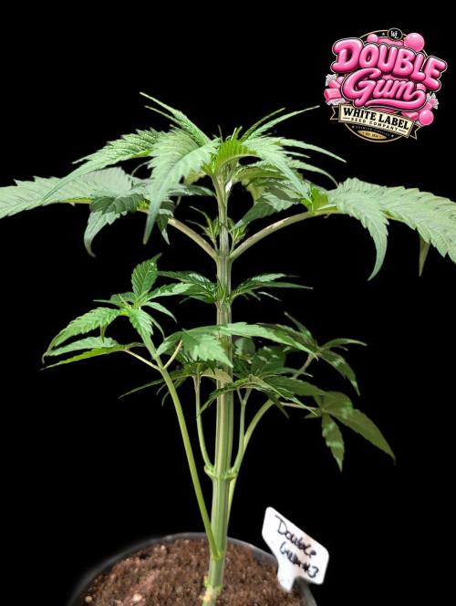 Double Gum - White Label - BTNL. Week 4