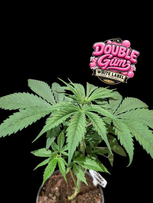 Double Gum - White Label - BTNL. Week 4