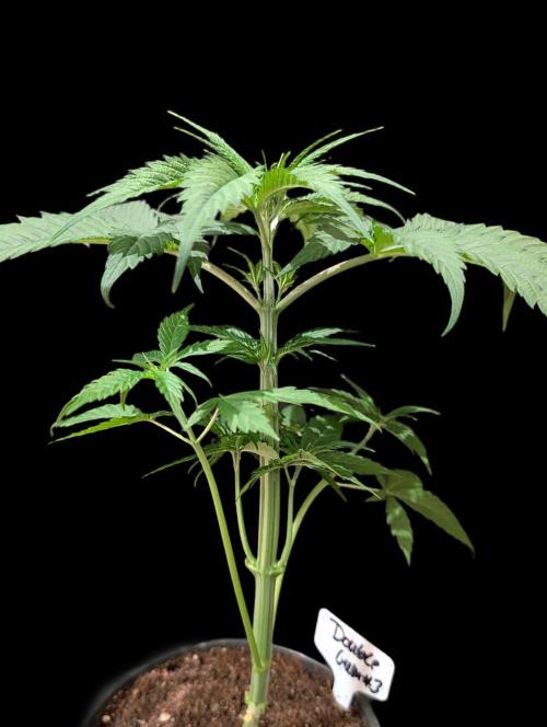Double Gum Regular. Week 4
