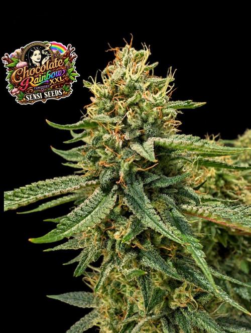 Chocolate Rainbow XXL -Sensi Seeds-BTNL. Week 14