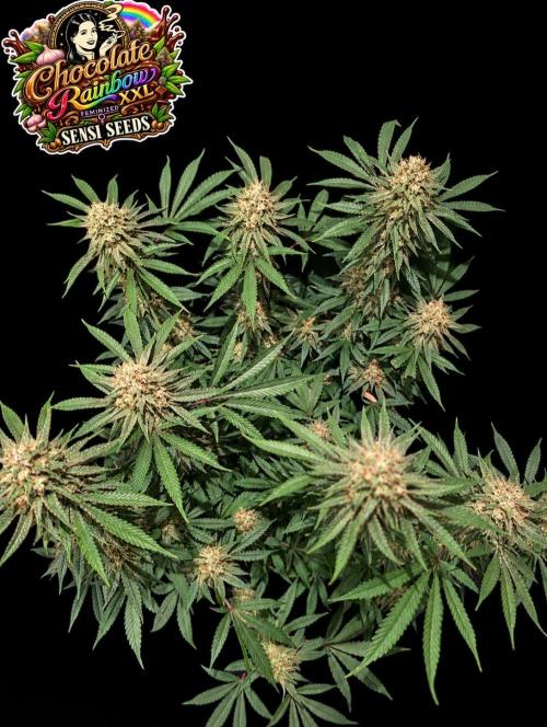 Chocolate Rainbow XXL -Sensi Seeds-BTNL. Week 14