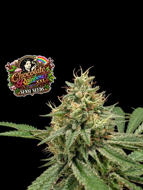 Chocolate Rainbow XXL -Sensi Seeds-BTNL. Week 14