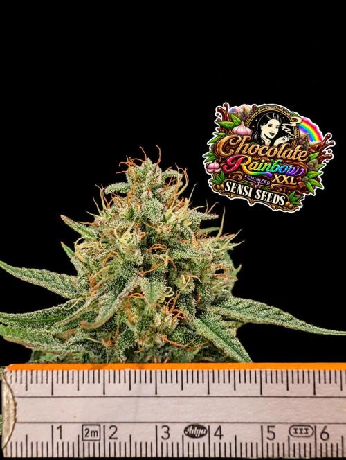 Chocolate Rainbow XXL -Sensi Seeds-BTNL. Week 14