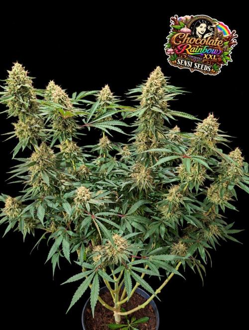 Chocolate Rainbow XXL -Sensi Seeds-BTNL. Week 14