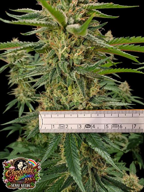 Chocolate Rainbow XXL -Sensi Seeds-BTNL. Week 14
