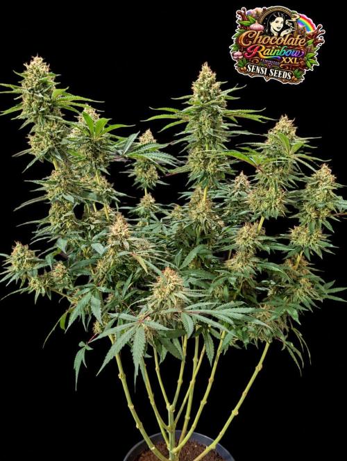 Chocolate Rainbow XXL -Sensi Seeds-BTNL. Week 14