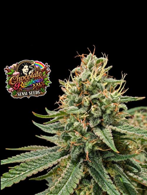 Chocolate Rainbow XXL -Sensi Seeds-BTNL. Week 14