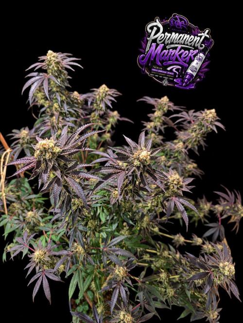 Permanent Marker -Seed Junky-Doja-BTNL. Week 14