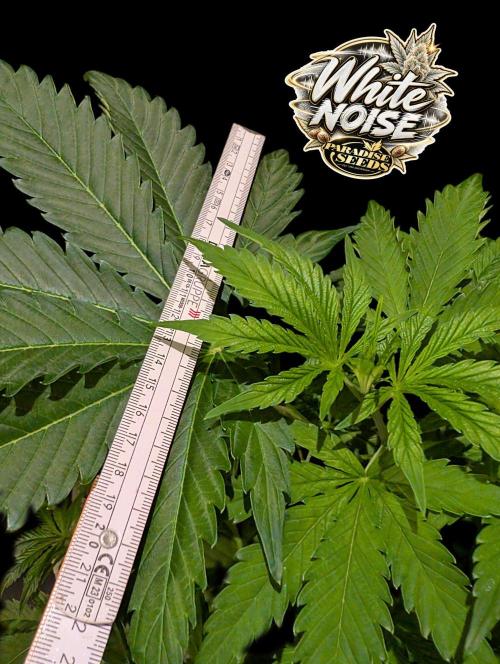 White Noise - Paradise Seeds - W33DFX. Week 5