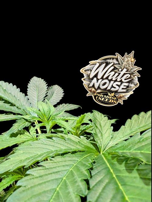 White Noise - Paradise Seeds - W33DFX. Week 5