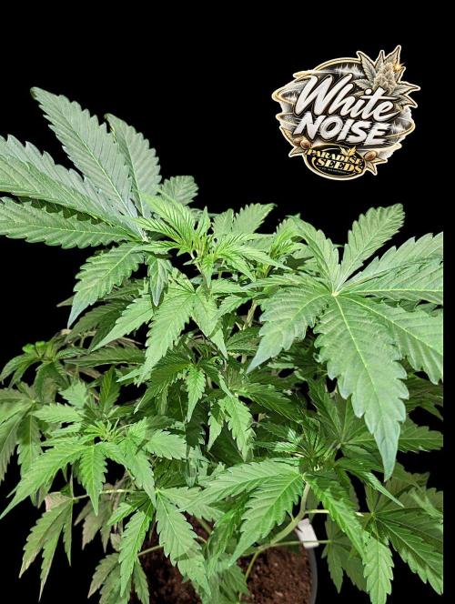 White Noise - Paradise Seeds - W33DFX. Week 5