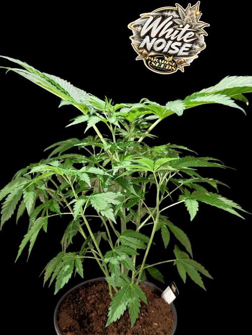 White Noise - Paradise Seeds - W33DFX. Week 5