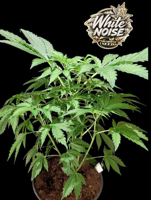 White Noise - Paradise Seeds - W33DFX. Week 5