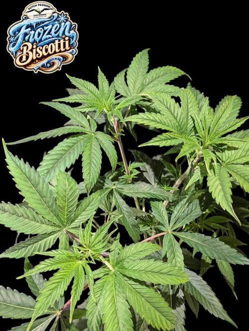 Frozen Biscotti - Dutch Passion - BTNL. Week 6