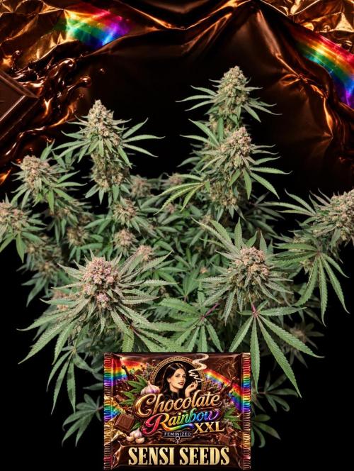 Chocolate Rainbow XXL -Sensi Seeds-BTNL. Week 16