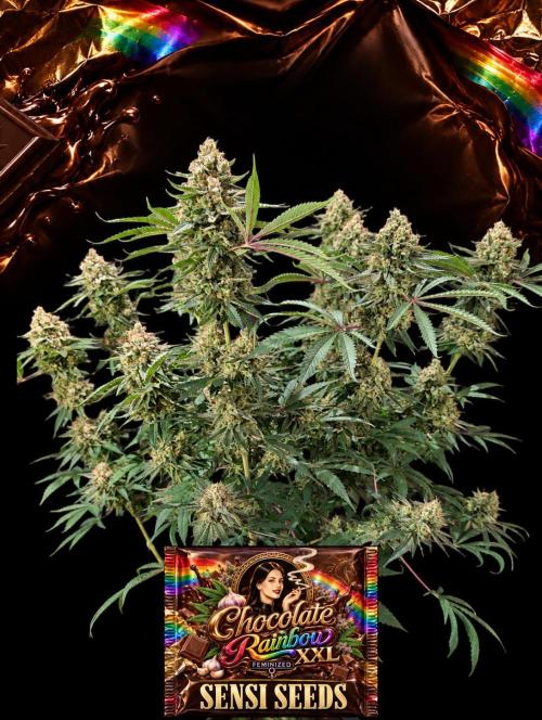 Chocolate Rainbow XXL -Sensi Seeds-BTNL. Week 16