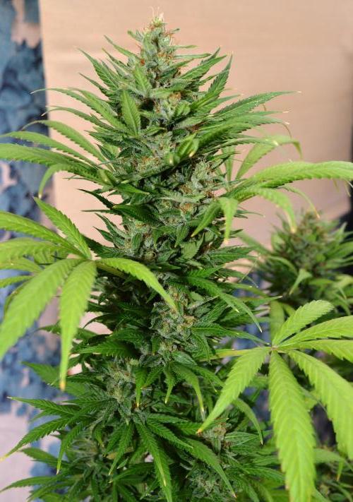 Bio Tabs NL Interview - Grow Diaries. Week 10