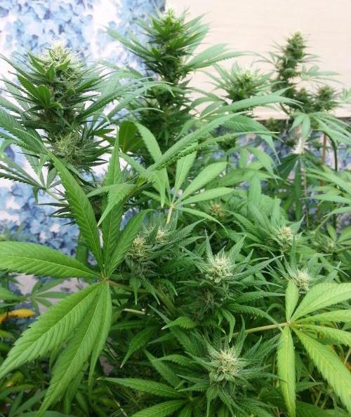 Bio Tabs NL Interview - Grow Diaries. Week 8