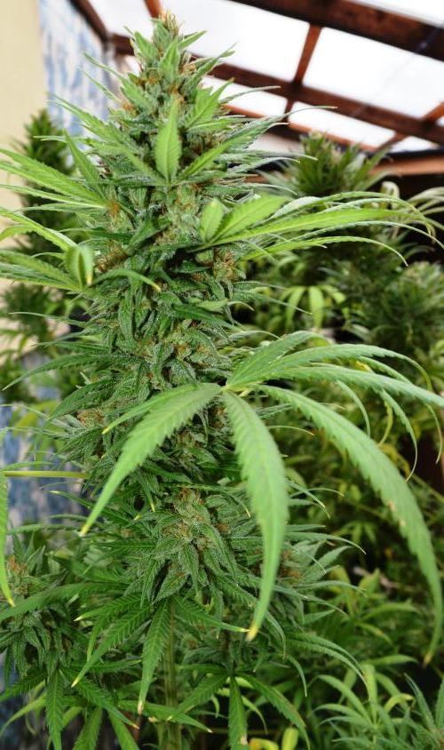 Bio Tabs NL Interview - Grow Diaries. Week 10